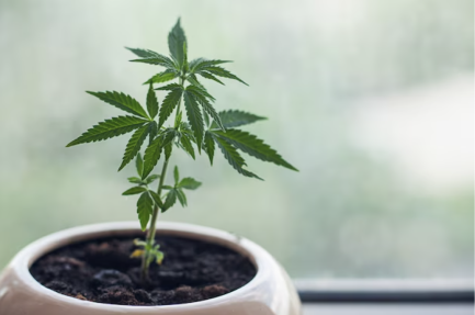 Small weed plant